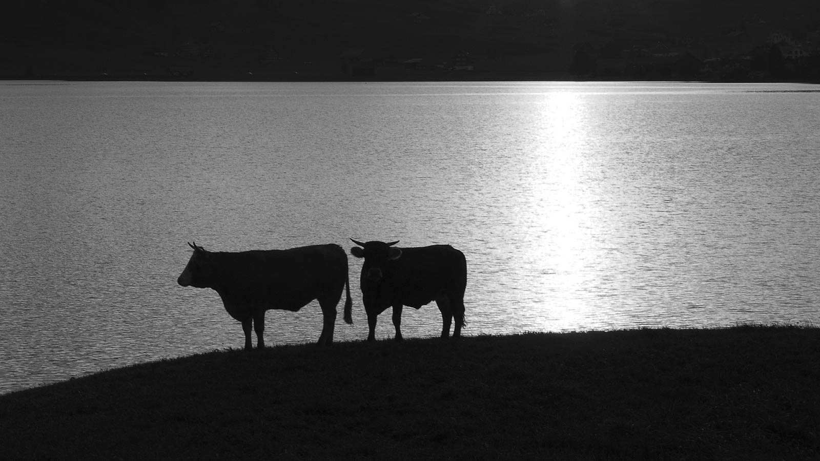 Fotomark Kuhfotografie